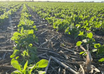 El clima acompaña: Alivio hídrico en la Zona Núcleo tras la ola de calor.