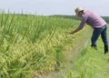 Una crisis silenciosa: productores arroceros evalúan abandonar sus cultivos tradicionales