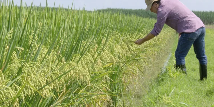 Una crisis silenciosa: productores arroceros evalúan abandonar sus cultivos tradicionales