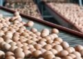 El auge del huevo argentino: un éxito global en el sector alimentario