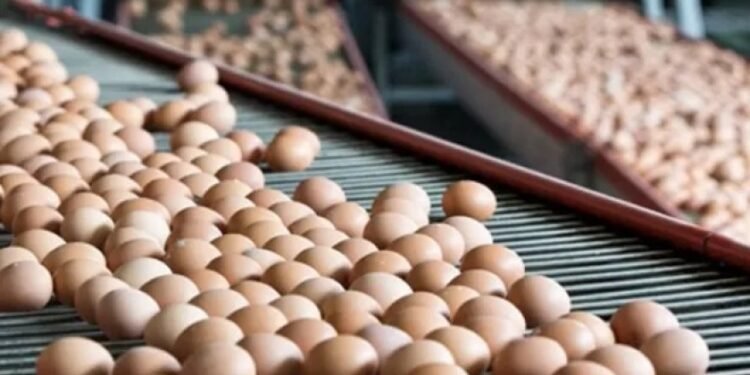 El auge del huevo argentino: un éxito global en el sector alimentario
