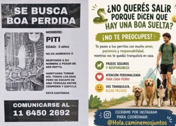 Confusión en Colegiales: El hombre que afirmó haber perdido una boa admitió haber mentido y enfrenta posibles repercusiones legales