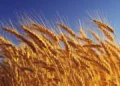 Los precios internacionales de los alimentos alcanzan su máximo nivel en tres años