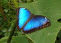 Investigadores alertan sobre el impacto de las altas temperaturas en la mariposa Morpho