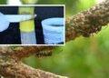 Utilizar cenizas en el tronco del limonero: beneficios y recomendaciones de expertos en jardinería