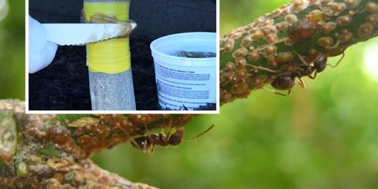 Utilizar cenizas en el tronco del limonero: beneficios y recomendaciones de expertos en jardinería
