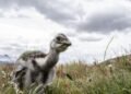 De un hogar en Moreno a un bioparque: rescatan a un ñandú lesionado que fue criado en cautiverio