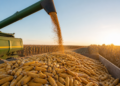 La Argentina superará a Brasil en crecimiento de producción de maíz hacia 2036, según un nuevo análisis