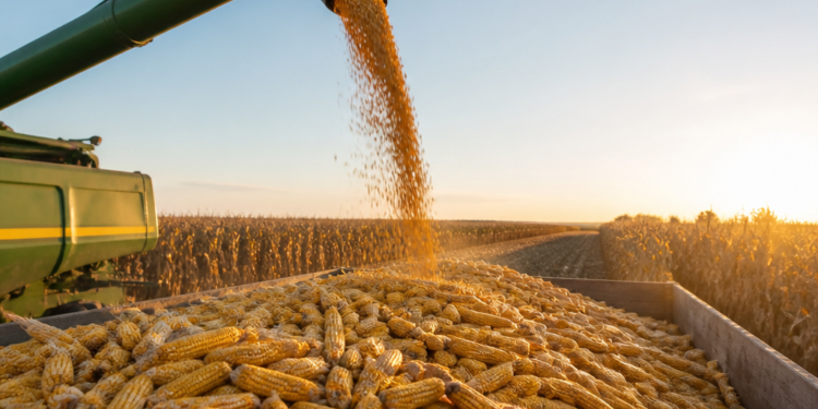 La Argentina superará a Brasil en crecimiento de producción de maíz hacia 2036, según un nuevo análisis
