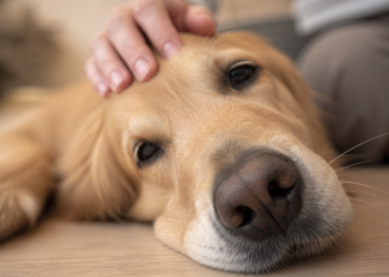 La temperatura de la nariz del perro no es un indicador confiable de fiebre