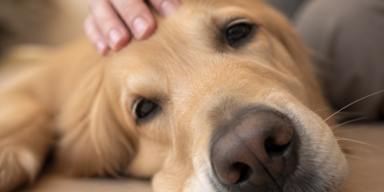 La temperatura de la nariz del perro no es un indicador confiable de fiebre