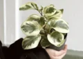 La peperomia: la nueva tendencia de 2026 que combina elegancia y funcionalidad en decoración