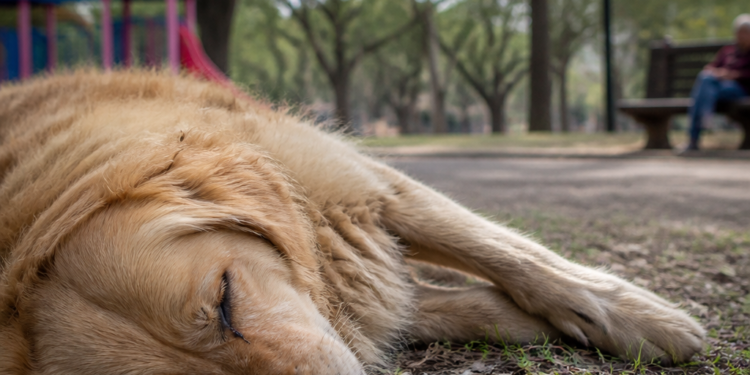 Alerta en Vicente López: investigan la intoxicación de dos perros, con uno fallecido tras un paseo por la plaza