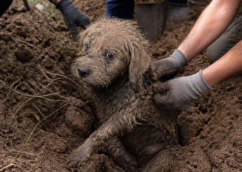 Rescataron a un perro que habría sido enterrado vivo en Monte Grande